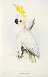 Cacatua sulphurea
